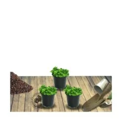 Thym Précoce Praecox Albiflorus/lot De 5 Godets -Cactus Jardin Soldes Magasin 63f4f0059bc931.42578489