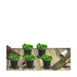Thym Précoce Praecox Albiflorus/lot De 5 Godets -Cactus Jardin Soldes Magasin 63f4f0059f9d86.44645459