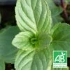 Menthe à Tiges Rouges Bio/lot De 5 Godets -Cactus Jardin Soldes Magasin 63f4f01ea43b59.93042359