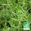 Menthe Des Cerfs Bio/lot De 9 Godets -Cactus Jardin Soldes Magasin 63f4f033df0490.35734582