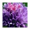 Ciboulette Purple One/lot De 5 Godets -Cactus Jardin Soldes Magasin 63f4f035083395.86900027