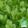 Menthe Du Canada Bio/lot De 9 Godets -Cactus Jardin Soldes Magasin 63f4f03ac66046.20535509