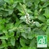 Menthe De Malaygues Bio/lot De 9 Godets 2 Menthe De Malaygues Bio/lot De 9 Godets -Cactus Jardin Soldes Magasin 63f4f057058ce9.11440839