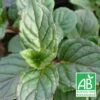Menthe Agnes Bio/lot De 9 Godets -Cactus Jardin Soldes Magasin 63f4f058223224.66818470