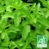 Menthe Citron Bio/lot De 9 Godets -Cactus Jardin Soldes Magasin 63f4f063c93ad8.75975214