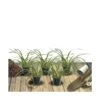 Ciboule Fistulosum/lot De 5 Godets -Cactus Jardin Soldes Magasin 63f4f197575a67.50219210