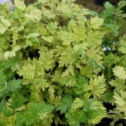 Armoise Commune Panachée Bio/lot De 3 Godets -Cactus Jardin Soldes Magasin 63f4f19f3d5a15.86502739