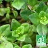 Thym Citron Bio/lot De 5 Godets -Cactus Jardin Soldes Magasin 63f4f1b56f23c7.15898793