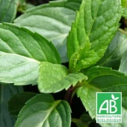 Menthe Poivrée Officinale Bio/lot De 9 Godets