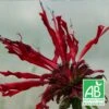 Monarde Jacob Cline Bio/lot De 5 Godets -Cactus Jardin Soldes Magasin 63f4f1e1e2ece1.16490613