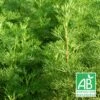 Aurone Abrotanum Bio/lot De 9 Godets -Cactus Jardin Soldes Magasin 63f4f1e30f46f3.84455662