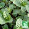 Menthe Russe Bio/lot De 9 Godets -Cactus Jardin Soldes Magasin 63f4f1e6cd67d7.98835554