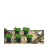Thym Précoce Praecox Coccineus/lot De 5 Godets -Cactus Jardin Soldes Magasin 63f4f1fce75510.20815459
