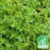 Thym Serpolet Serpyllum Blanc Bio/lot De 3 Godets 1 Thym Serpolet Serpyllum Blanc Bio/lot De 3 Godets -Cactus Jardin Soldes Magasin 63f4f20baf3d47.75299935