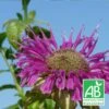 Monarde Scorpion Bio/lot De 9 Godets -Cactus Jardin Soldes Magasin 63f4f20d1f2a00.65450904