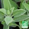 Sauge Officinale Bio/lot De 9 Godets -Cactus Jardin Soldes Magasin 63f4f218291765.85986400