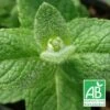 Menthe Pomme Bio/lot De 9 Godets 1 Menthe Pomme Bio/lot De 9 Godets -Cactus Jardin Soldes Magasin 63f4f240f28db0.21662499