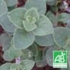 Origan Hot And Spicy Bio/lot De 9 Godets -Cactus Jardin Soldes Magasin 63f4f24a159023.14894783