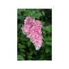 Hortensia 'vanille Fraise ?' - Pot De 3 Litres -Cactus Jardin Soldes Magasin 64033a02af00f9.13269993
