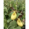 Cypripedium "otto" (orchidées Terrestres) Taille Pot De 1 Litre - 0/60 Cm -Cactus Jardin Soldes Magasin 6403941f047f91.99685848