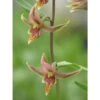 Epipactis Gigantea Taille Pot De 1 Litre - 0/60 Cm - Rouge -Cactus Jardin Soldes Magasin 640394205de6e1.81832340