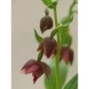 Epipactis Royleana Taille Pot De 1 Litre - 0/60 Cm - Rouge 1 Epipactis Royleana Taille Pot De 1 Litre - 0/60 Cm - Rouge -Cactus Jardin Soldes Magasin 640394226663e0.19715389