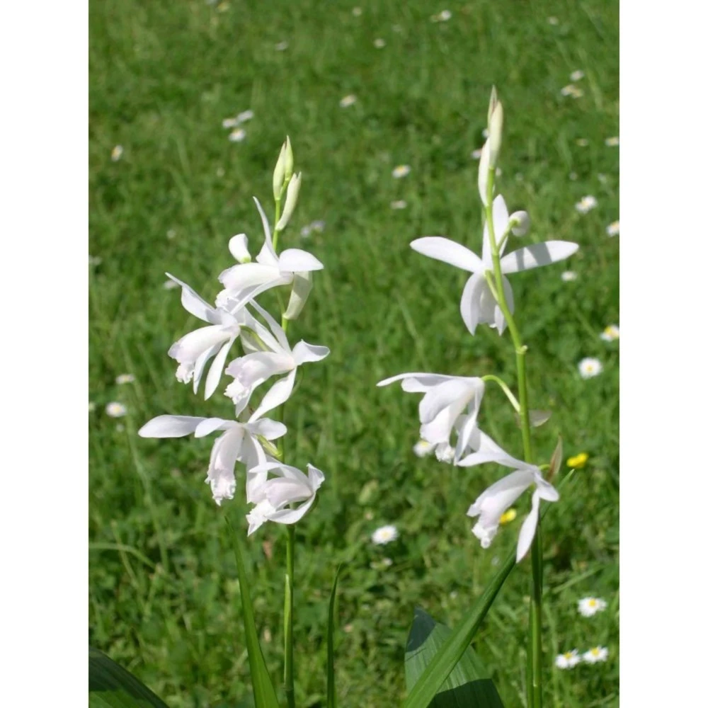 Bletilla Striata "alba" Blanc - Taille Pot De 1 Litre ? 30/40 Cm 3 Bletilla Striata "alba" Blanc - Taille Pot De 1 Litre ? 30/40 Cm