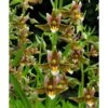 Epipactis "sabine" Taille Pot De 1 Litre - 0/60 Cm - Jaune Et Blanc 2 Epipactis "sabine" Taille Pot De 1 Litre - 0/60 Cm - Jaune Et Blanc -Cactus Jardin Soldes Magasin 64039426dee7e9.31839323