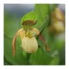 Cypripedium "victoria" (orchidées Terrestres) Taille Pot De 1 Litre - 0/60 Cm -Cactus Jardin Soldes Magasin 6403942804e074.75461803