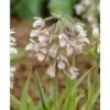 Epipactis Palustris Blanc - Taille Pot De 1 Litre - 0/60 Cm 2 Epipactis Palustris Blanc - Taille Pot De 1 Litre - 0/60 Cm -Cactus Jardin Soldes Magasin 6403942a63c763.52850892