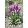 Dactylorhiza Purpurella Taille Pot De 1 Litre - 0/60 Cm -Cactus Jardin Soldes Magasin 6403942b847452.91646755