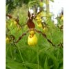 Cypripedium Parviflorum (orchidées Terrestres) Taille Pot De 1 Litre - 0/40 Cm 2 Cypripedium Parviflorum (orchidées Terrestres) Taille Pot De 1 Litre - 0/40 Cm -Cactus Jardin Soldes Magasin 6403942cca30d6.89897054