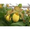 Cypripedium "inge" (orchidées Terrestres) Taille Pot De 1 Litre - 0/60 Cm -Cactus Jardin Soldes Magasin 6403943074c409.25120196