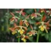 Calanthe Takane Jaune - Taille Pot De 1 Litre - 0/60 Cm -Cactus Jardin Soldes Magasin 64039431a305e8.36075581