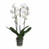 Phalaenopsis Hybride Tsarine Blanche (orchidée Papillon) Taille Pot De 2 Litres - 60/80 Cm 1 Phalaenopsis Hybride Tsarine Blanche (orchidée Papillon) Taille Pot De 2 Litres - 60/80 Cm -Cactus Jardin Soldes Magasin 64039432d30f26.02674241