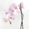 Phalaenopsis Hybride Rose Clair (orchidée Papillon) Taille Pot De 2 Litres - 60/80 Cm 1 Phalaenopsis Hybride Rose Clair (orchidée Papillon) Taille Pot De 2 Litres - 60/80 Cm -Cactus Jardin Soldes Magasin 64039435534344.80677775