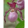 Cypripedium "philipp" (orchidées Terrestres) Taille Pot De 1 Litre - 0/60 Cm 1 Cypripedium "philipp" (orchidées Terrestres) Taille Pot De 1 Litre - 0/60 Cm -Cactus Jardin Soldes Magasin 64039436a39646.23926122