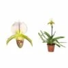 Paphiopedilum Hybride (sabot De Venus) Taille Pot De 0.5 Litre - 20/30 Cm 1 Paphiopedilum Hybride (sabot De Venus) Taille Pot De 0.5 Litre - 20/30 Cm -Cactus Jardin Soldes Magasin 64039437dc0f30.26841111