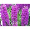 Dactylorhiza Foliorella Taille Pot De 1 Litre - 0/60 Cm 1 Dactylorhiza Foliorella Taille Pot De 1 Litre - 0/60 Cm -Cactus Jardin Soldes Magasin 64039439288bc5.13603316