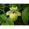 Cypripedium Flavum (orchidées Terrestres) Taille Pot De 1 Litre - 0/80 Cm 2 Cypripedium Flavum (orchidées Terrestres) Taille Pot De 1 Litre - 0/80 Cm -Cactus Jardin Soldes Magasin 6403943ba76e90.22529127