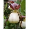 Cypripedium Kentuckiense (orchidées Terrestres) Taille Pot De 1 Litre - 0/80 Cm -Cactus Jardin Soldes Magasin 6403943ce4fdf6.68974864