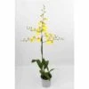 Oncidium Hybride Taille Pot De 1 Litre - 30/50 Cm