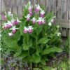 Cypripedium Reginae (orchidées Terrestres) Taille Pot De 1 Litre - 0/80 Cm -Cactus Jardin Soldes Magasin 6403943f420937.15831716