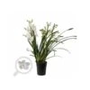 Cymbidium Hybride Blanche Taille Pot De 1 Litre ? 60/80cm -Cactus Jardin Soldes Magasin 64039440719a47.07305609