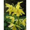 Calanthe Sieboldiana Jaune - Taille Pot De 1 Litre - 0/60 Cm 1 Calanthe Sieboldiana Jaune - Taille Pot De 1 Litre - 0/60 Cm -Cactus Jardin Soldes Magasin 64039441d0ec17.56339441