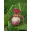 Cypripedium "sabine" (orchidées Terrestres) Taille Pot De 1 Litre - 0/60 Cm -Cactus Jardin Soldes Magasin 640394432c6b23.04290074