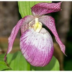Cypripedium "sabine" (orchidées Terrestres) Taille Pot De 1 Litre - 0/60 Cm -Cactus Jardin Soldes Magasin 640394432f9b38.41064890