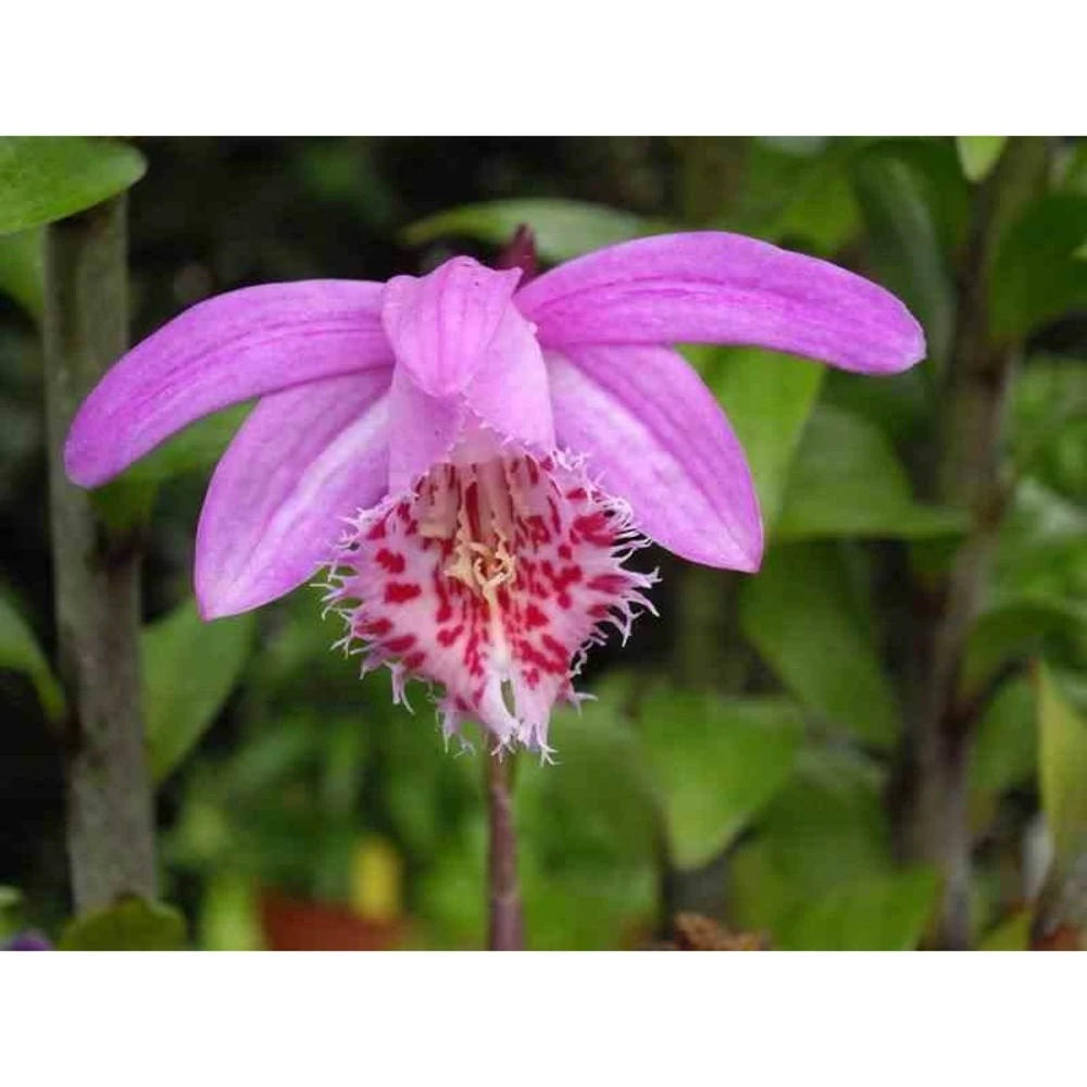 Pleione 'bulbocodiodes' Rose - Taille Pot De 1 Litre - 0/40 Cm 3 Pleione 'bulbocodiodes' Rose - Taille Pot De 1 Litre - 0/40 Cm