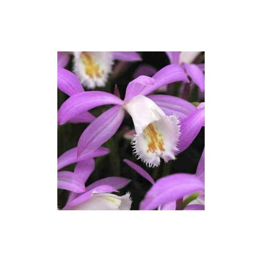 Pleione Formosana Taille Pot De 1 Litre - 0/40 Cm - Blanc Et Rose 4 Pleione Formosana Taille Pot De 1 Litre - 0/40 Cm - Blanc Et Rose – Image 2