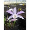 Pleione Formosana Taille Pot De 1 Litre - 0/40 Cm - Blanc Et Rose -Cactus Jardin Soldes Magasin 64039446065fa7.36265154